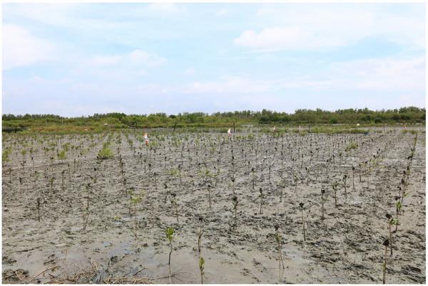 Hundreds of one foot tall mangrove tree saplings are planted in mud in 2016.