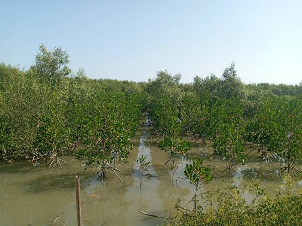 Dense rows of 5 foot tall mangrove trees covered in leaves are growing out of water in 2021.
