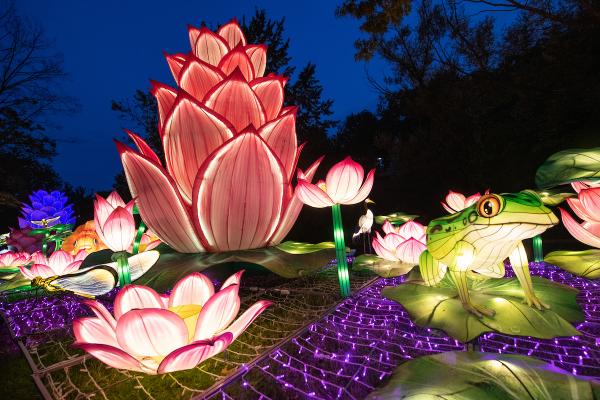 A light installation depicting oversized frogs, lilly pads and flowers made of lit lanterns.