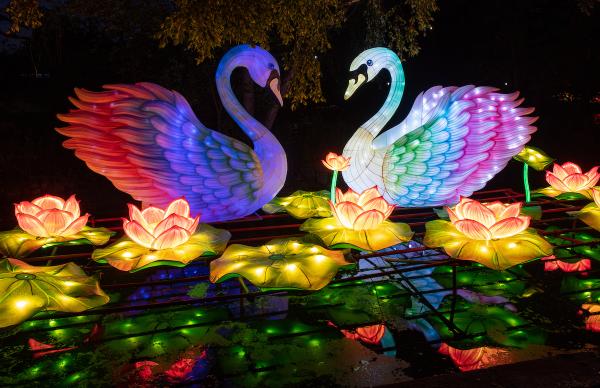 A light display showing swans and lilly pads.