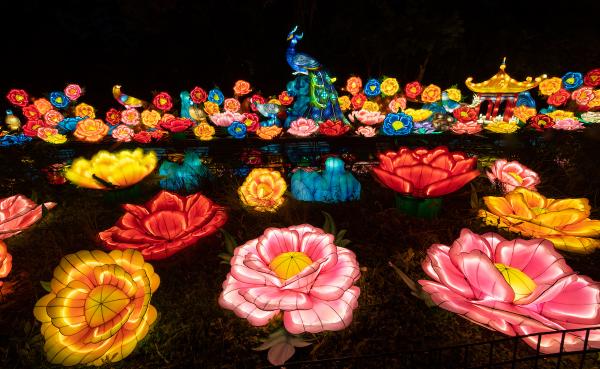 Dozens of brightly colored flowers are lit up around a peacock and pagoda style-building in lights.