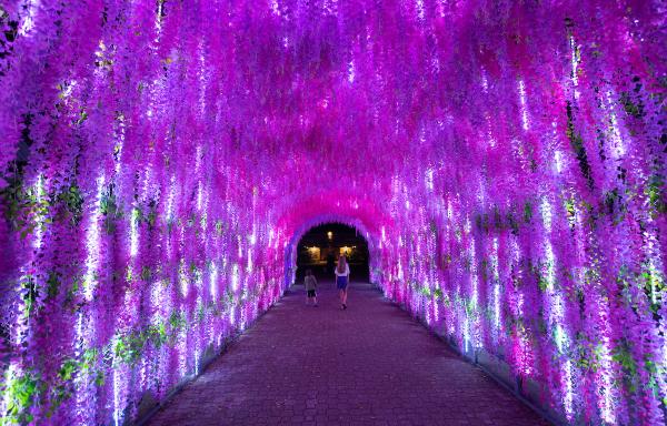 Children walk through a magical-feeling tunnel covered in hanging flowers and purple lights.